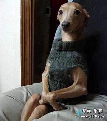 狗狗.jpg